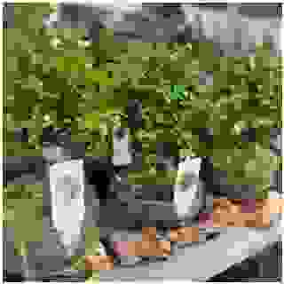 #bonsai #zelkova #ficusginseng #sageretia #sklo #dřevo #keramika