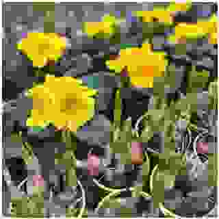 #spring #springflowers #bulbs #flowersbulbs #springbulbs #primula #narcissus #hyacinthus