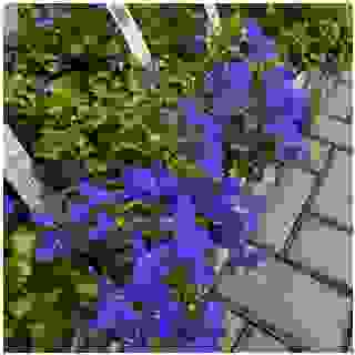 LOBELKY za 8,-/ks nebo 75,-/10ks! 💙 #lobelia #lobeliaerinus #blue #blueflowers #summerflower