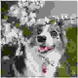 🌸🐾 Když jaro rozkvétá a příroda ožívá, naše čtyřnohé miláčky to inspiruje k tomu, aby si užívali každou chvilku venku! 🌷 Tento krásný moment s Aurou nám připomíná, jak důležité je trávit čas na čerstvém vzduchu a užívat si společné chvíle s těmi, které máme rádi. 🐶💚

A co vy a váš pes? Jak trávíte jaro? 🌞

📸 @aura_the_border_collie

#SuperzooCz #Superzoo #ProtozeZviratkaMilujeme #NakupvVSuperzoo #CzechDog #Pejsek #MameRadiPsy #MamerRadiZvirata #Psik #Borderka