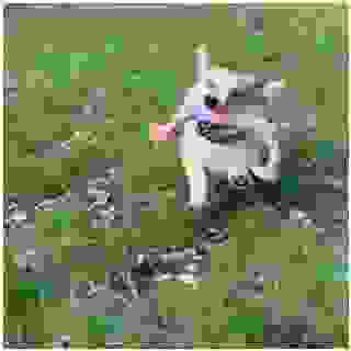 Fry miluje hračky snad úplně všechny 🤭 Rád je taky ničí, ale tuto novou od @superzoocz vzal prozatím na milost 😂 Jak dlouho vám vydrží nové hračky? U nás někdy hodiny, někdy i celé roky 🤭

#welshcorgipembroke #corgisofinstagram #corgiousfry #czechrepublic