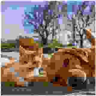 📸✨ Klíšťata? U nás nemají šanci! Naši mazlíci nosí stylový štít jménem Foresto 🐶🐱💪

💛 Až 8 měsíců klidu od blech a klíšťat 🌊 Voděodolný (Déšť? Mokro? Pohoda) 👃 Bez nepříjemného zápachu

Stačí nasadit a je klid! Foresto je veterinární léčivý přípravek. Pečlivě čtěte příbalovou informaci. ➡️ Klikni na link v bio.

#superzoo #superzoocz #protozezviratkamilujeme #foresto