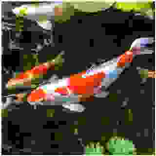 🌸🌿 Koi kapři v zahradním jezírku jsou nejen krásným doplňkem, ale i symbolem klidu a harmonie. 🌊🐟 Máte doma tyhle krásné rybičky taky? 💧

#Superzoo #SuperzooCZ #ProtozeZviratkaMilujeme #MilujemeZvirata #Rybicka #Ryba  #ZahradníJezírko #KoiKapr #Jezírka #Akvaristika  #Zahrada