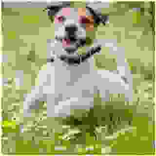 Připravit úsměv, vyletí ptáček. 😍 Čistá radost z krásného počasí a sluníčka je nakažlivá. Už jste tu skvělou náladu taky chytili? 🐾☺️

#superzoo #superzoocz #jaro #protozezviratkamilujeme #pes #pejsek #stastnypes #pejsci